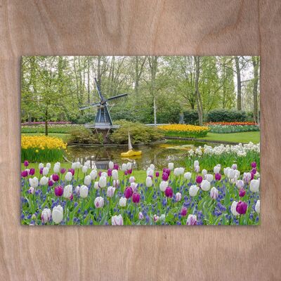 Postcard, postcard eye0528 Tulips Keukenhof Holland