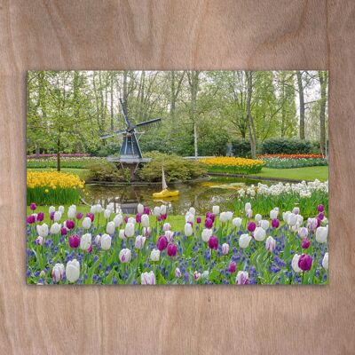 Postcard, Postkarte eye0528 Tulips Keukenhof Holland