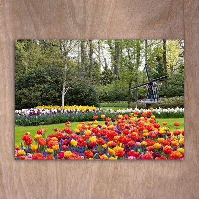 Postal, postal eye0529 Tulipanes Keukenhof Holanda