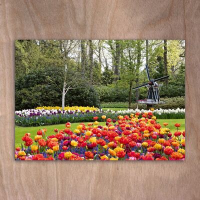 Postcard, Postkarte eye0529 Tulips Keukenhof Holland