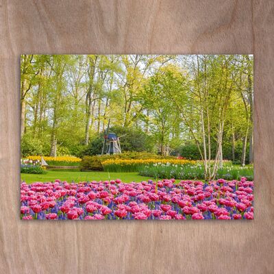 Postcard, Postkarte eye0530 Tulips Keukenhof Holland