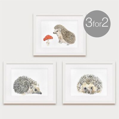 Hedgehog Prints, Hedgehog Family Set, 3 für 2 - 5 x 7 Zoll