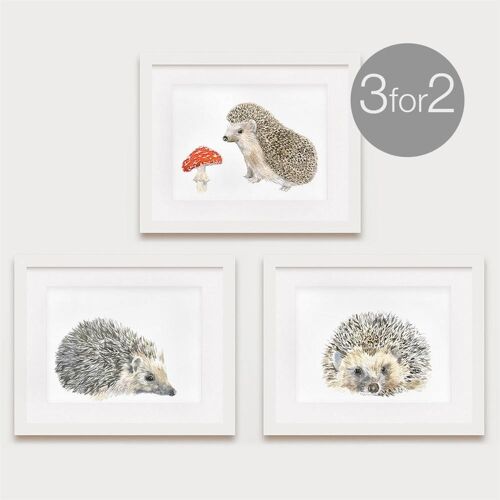 Hedgehog Prints, Hedgehog Family Set, 3 for 2 - 8 x 10 Inches [Add £6.00]