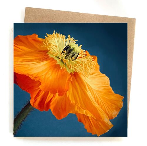 poppy greeting card - orange poppy floral card - blank card