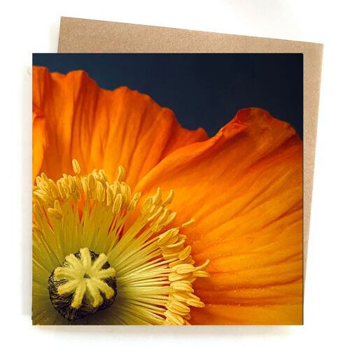 poppy greeting card - blank greeting card - floral birthday card
