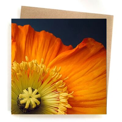 tarjeta de felicitación de amapola - tarjeta de felicitación en blanco - tarjeta de cumpleaños floral