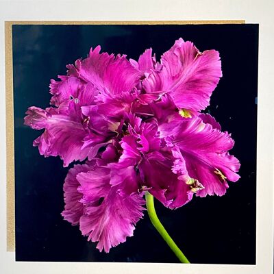 tarjeta de felicitación de tulipán loro - tarjeta de felicitación floral - bonita tarjeta de cumpleaños