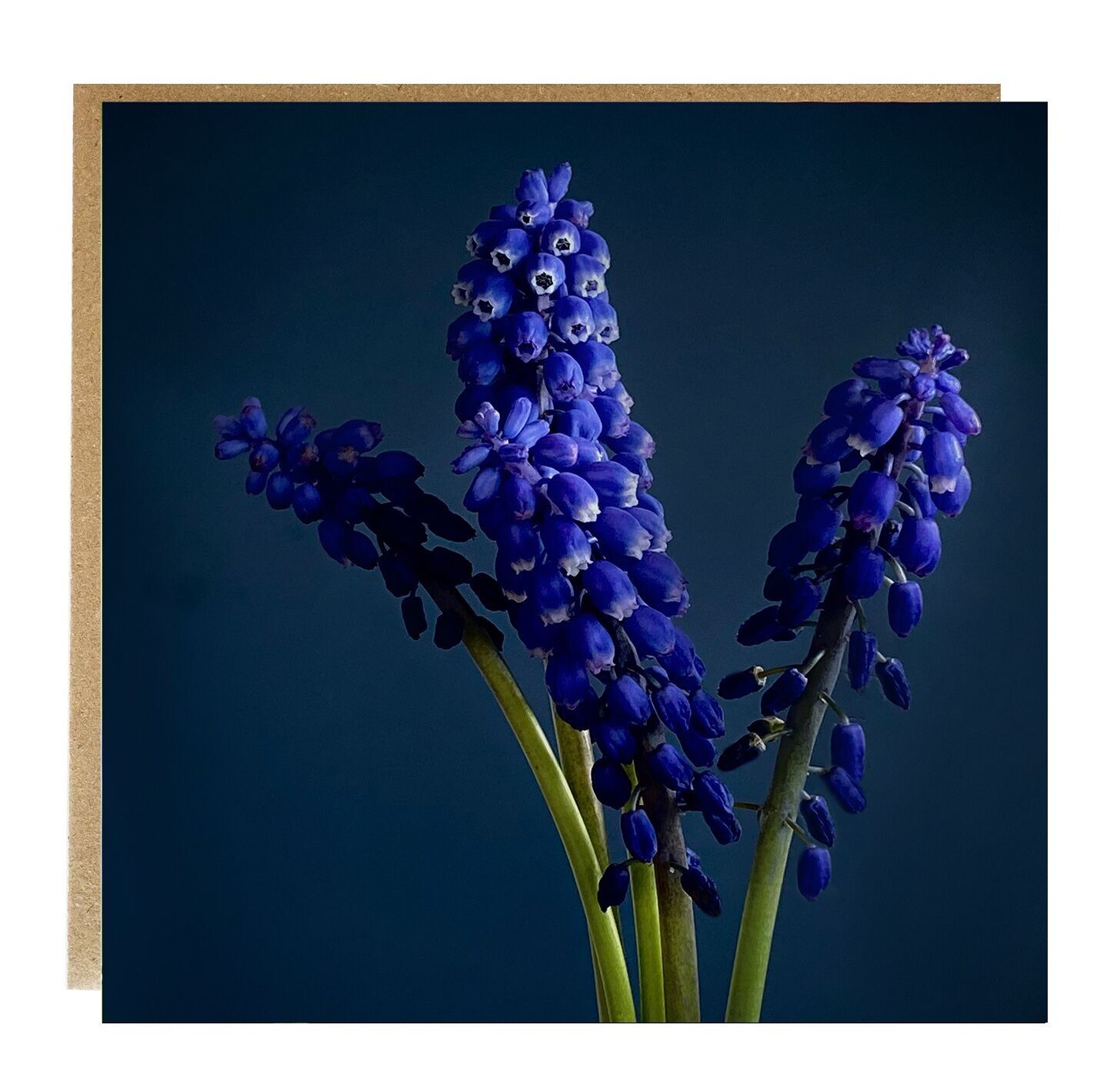 BIGLIETTO D&#039;AUGURI MUSCARI - biglietto d&#039;auguri floreale - BIGLIETTO COMPLEANNO MUSCARI