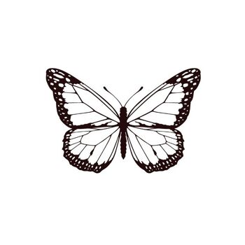 Tatouage temporaire Sioou - Papillon nocturne x5 1