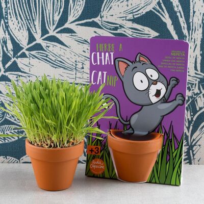 Nature card - Cat - Catnip