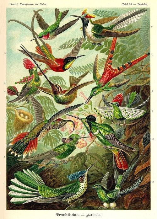 Poster Enst Haeckel - Kolibries