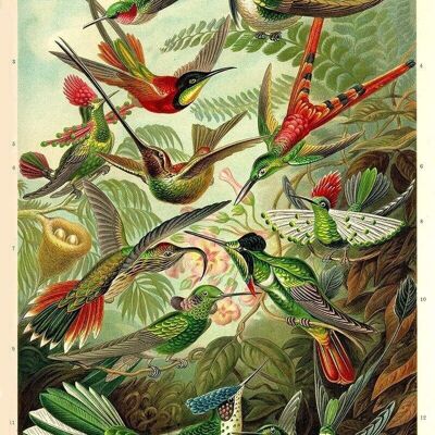 Poster Enst Haeckel - Hummingbirds