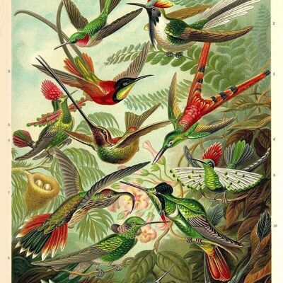 Affiche Enst Haeckel - Colibris