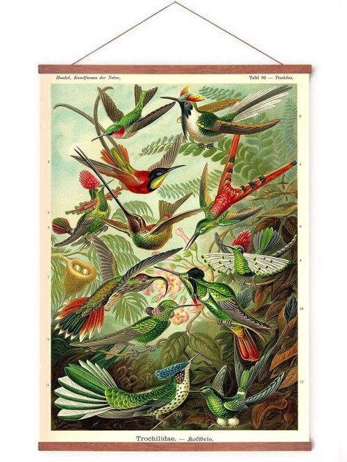 Poster in posterhanger - Kolibries