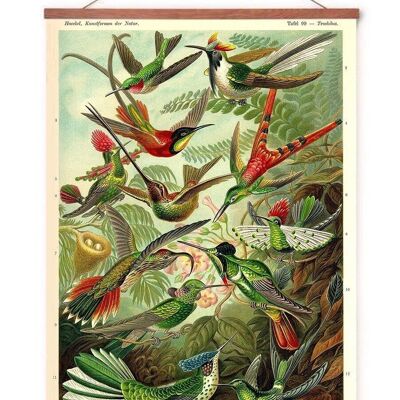 Poster in poster hanger - Hummingbirds