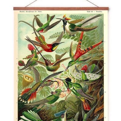 Poster in poster hanger - Hummingbirds