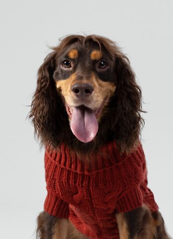 Hackett x Hugo & Hudson Pull pour chien en tricot torsadé - Brique 8