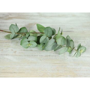 Branche d'eucalyptus en plastique, longueur : 73 cm, vert, 810596 2