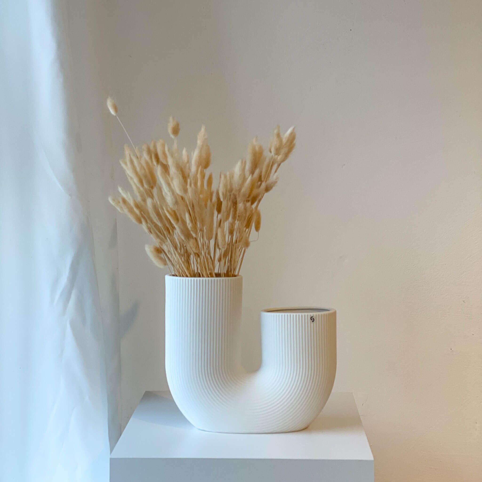 Laguru | erba di velluto | Coda di coniglio