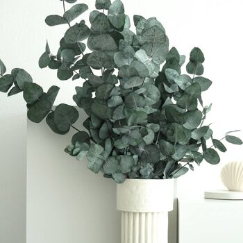 Eucalyptus cinerea 1