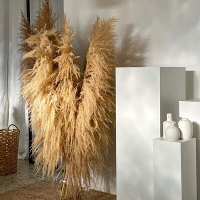 Pampas Grass XL: Elegancia atemporal para tu hogar