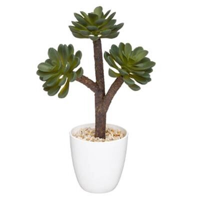 Succulent Plant Archi H23