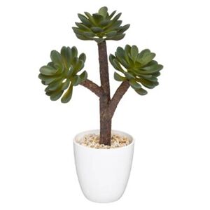 Plante Succulente Archi H23