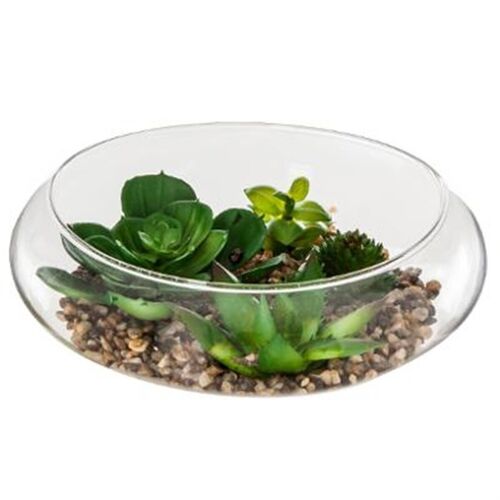 Plante Terrarium verre D19