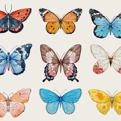 Tovagliette | Tovagliette lavabili - farfalle colorate - 4 pezzi in vinile di prima qualità (plastica) 40 x 30 cm