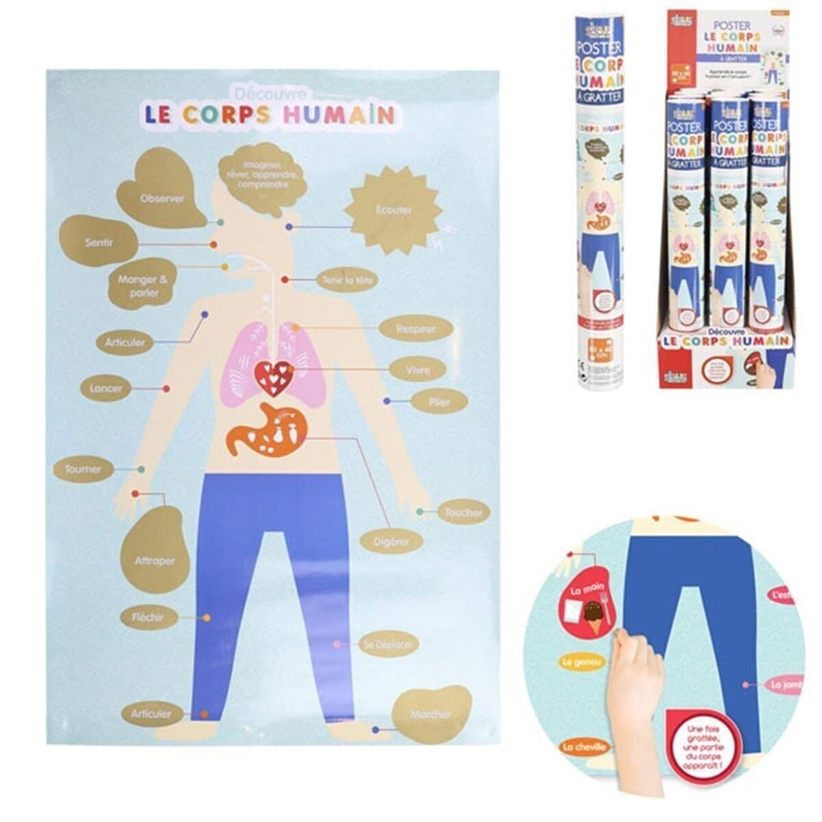 Poster Da Grattare 60x40 Corpo Umano