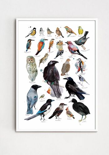 Impression d'art illustrée de types d'oiseaux avec des titres en anglais 2