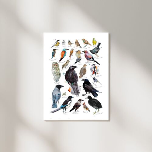 Types of birds illustrated art print with Englsih tittles