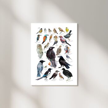 Impression d'art illustrée de types d'oiseaux avec des titres en anglais 1