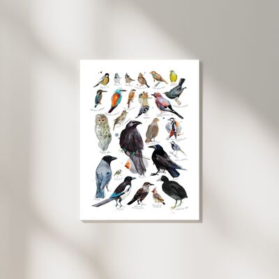 Impression d'art illustrée de types d'oiseaux avec des titres en anglais