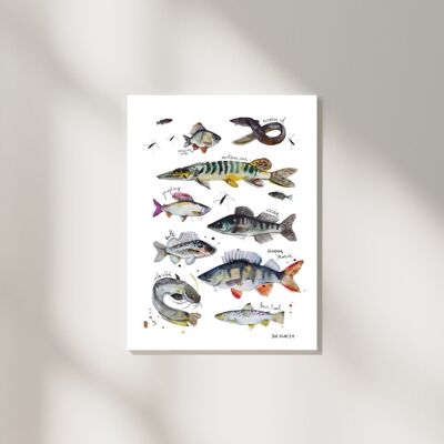 Types of Fish art print with english titles