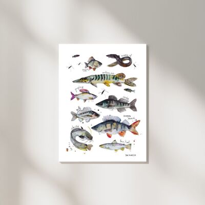 Tipos de peces grabados en arte con títulos en inglés