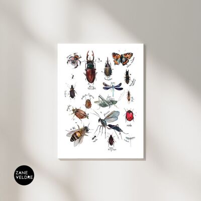Stampa artistica Tipi di insetti con titoli in inglese