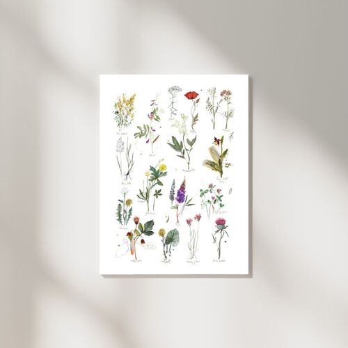 types of Meadow Flowers art print