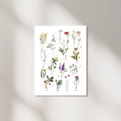 types of Meadow Flowers art print