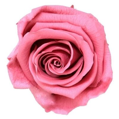 Fleurs préservées - Rose Standard W-Box 6 Cherry Vintage