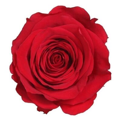 Konservierte Blumen - Rose Standard W-Box 6 Rot