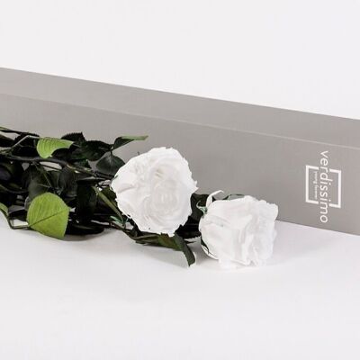 Konservierte Blumen – V-Rose Private Selection White