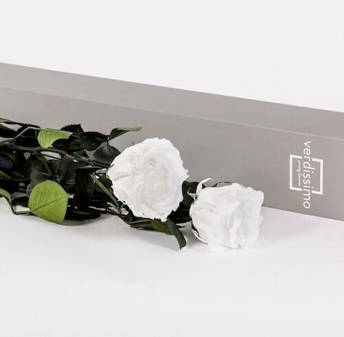 Preserved Flowers - V-Rose Private Selection White