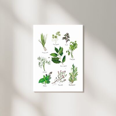 Types d'illustration artistique d'herbes avec des titres