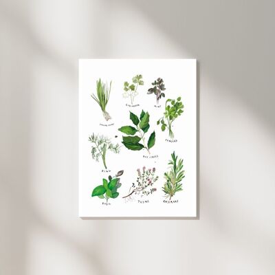 Types of Herbs artistic illustration with tittles