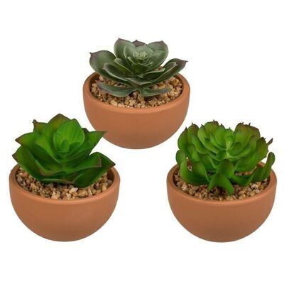Decorative succulents in a terracotta pot,