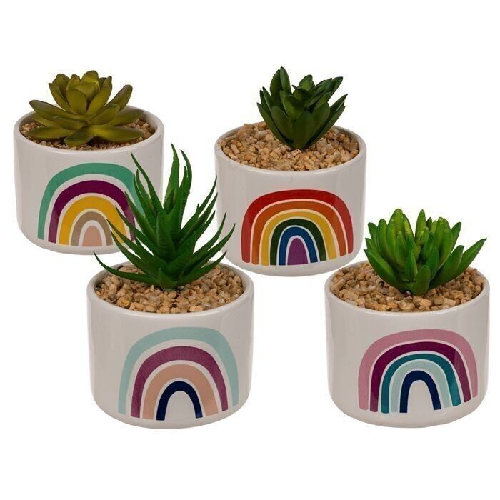 Succulente decorativo in una pentola, arcobaleno,
