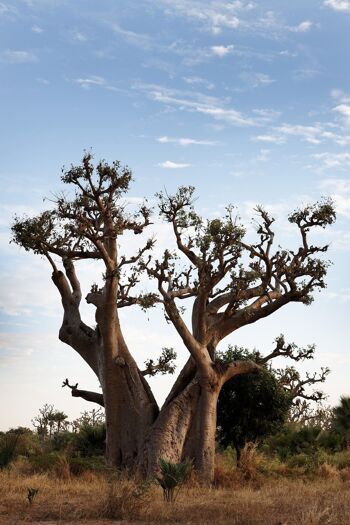 Poudre de Baobab bio 20 kg, sans sucre ajouté, sans conservateurs 2