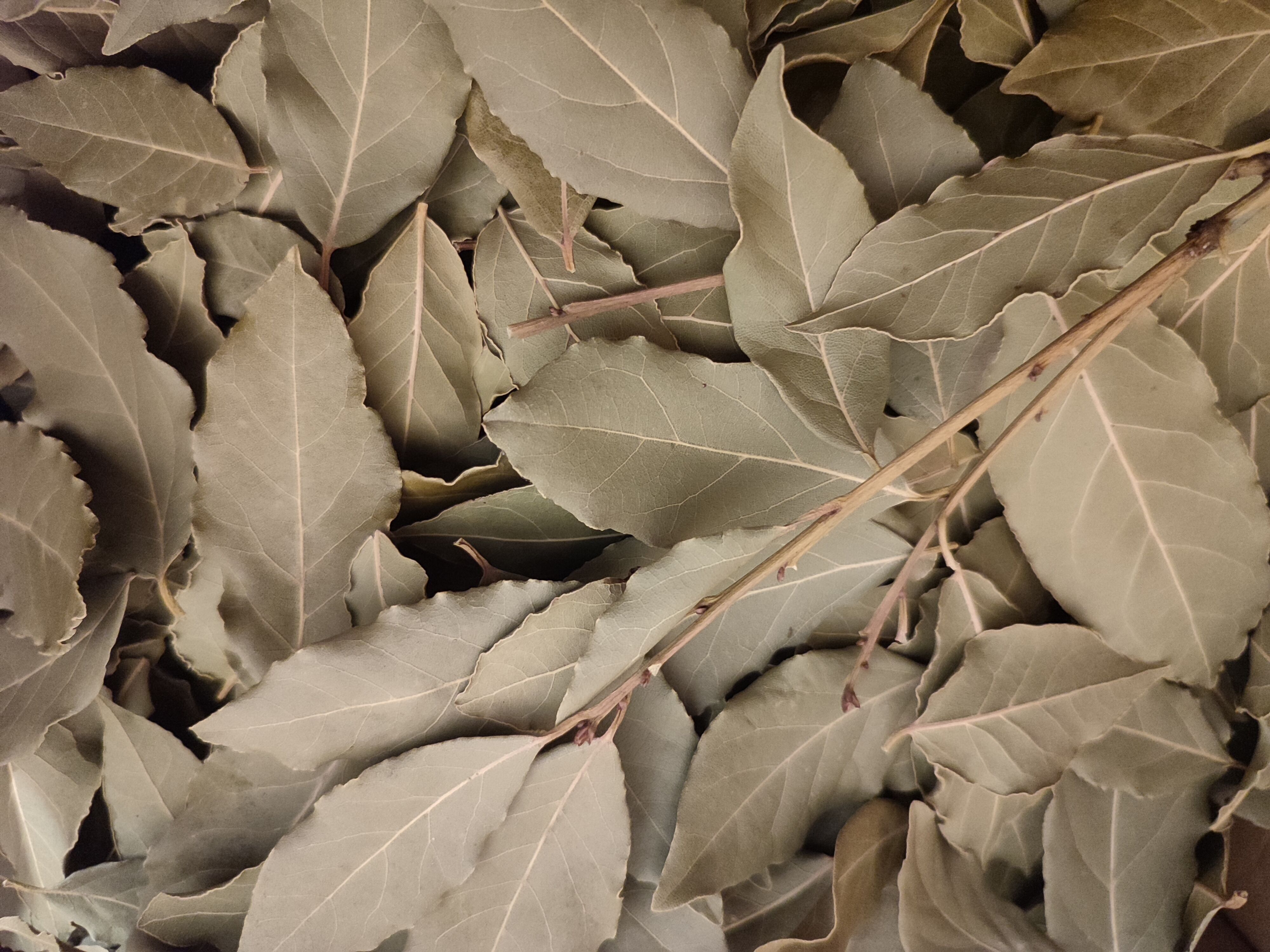 Alloro intero sfuso senza marchio