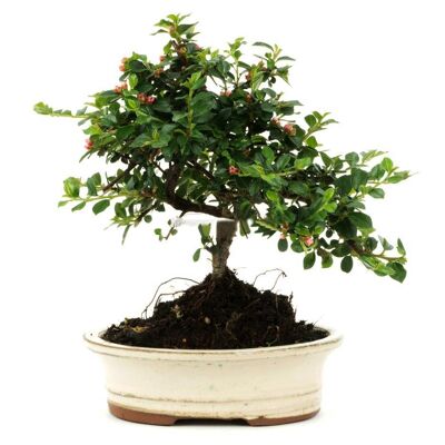 Bonsaï Cotoneaster 7 ans